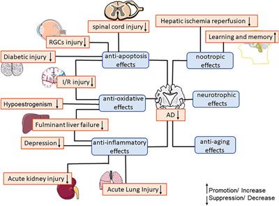 Neuroprotective Effects and Mechanisms of Senegenin, an Effective Compound Originated From the Roots of Polygala Tenuifolia